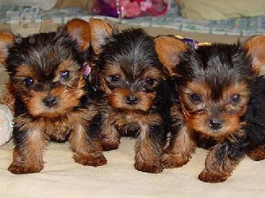 PoulaTo: yorkshire Mini puppies 80€